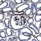 Syndecan 1 antibody, AF3190, R&D Systems, Immunohistochemistry frozen image 