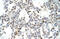 Forkhead Box C2 antibody, orb329652, Biorbyt, Immunohistochemistry paraffin image 