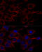 Aly/REF Export Factor antibody, 19-975, ProSci, Immunofluorescence image 