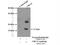 Ubiquitin Conjugating Enzyme E2 N antibody, 10243-1-AP, Proteintech Group, Immunoprecipitation image 