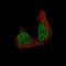 Methyltransferase Like 14 antibody, NBP2-59043, Novus Biologicals, Immunofluorescence image 