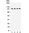 Synaptopodin antibody, R32281, NSJ Bioreagents, Western Blot image 