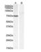 Protein Phosphatase 1 Regulatory Subunit 15A antibody, NB100-778, Novus Biologicals, Western Blot image 