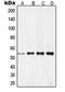 Retinoid X Receptor Gamma antibody, orb214549, Biorbyt, Western Blot image 