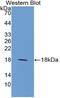 Microfibril Associated Protein 5 antibody, MBS2028486, MyBioSource, Western Blot image 