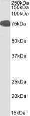 Forkhead Box P2 antibody, PA5-17977, Invitrogen Antibodies, Western Blot image 