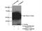 CD300 Molecule Like Family Member F antibody, 13334-1-AP, Proteintech Group, Immunoprecipitation image 
