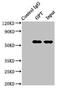 LIM And SH3 Protein 1 antibody, orb46207, Biorbyt, Immunoprecipitation image 