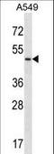 Urotensin 2 Receptor antibody, LS-C160489, Lifespan Biosciences, Western Blot image 