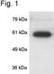 Calcium/Calmodulin Dependent Protein Kinase IV antibody, NB120-3557, Novus Biologicals, Western Blot image 