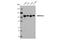 SWI/SNF Related, Matrix Associated, Actin Dependent Regulator Of Chromatin, Subfamily A Like 1 antibody, 44717S, Cell Signaling Technology, Western Blot image 