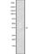 Basic Transcription Factor 3 antibody, abx148704, Abbexa, Western Blot image 