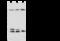 RAB5B, Member RAS Oncogene Family antibody, 108226-T32, Sino Biological, Western Blot image 