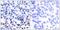 JunB Proto-Oncogene, AP-1 Transcription Factor Subunit antibody, GTX50387, GeneTex, Immunohistochemistry paraffin image 