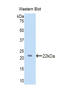 Lanosterol synthase antibody, LS-C295743, Lifespan Biosciences, Western Blot image 