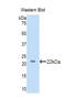 Lanosterol Synthase antibody, LS-C295743, Lifespan Biosciences, Western Blot image 