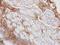 Haptoglobin antibody, GTX103894, GeneTex, Immunohistochemistry paraffin image 