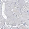 Membrane Spanning 4-Domains A4A antibody, HPA029323, Atlas Antibodies, Immunohistochemistry paraffin image 