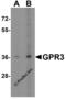 G Protein-Coupled Receptor 3 antibody, 5175, ProSci Inc, Western Blot image 