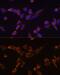 Mst1/Mst2 antibody, GTX64607, GeneTex, Immunocytochemistry image 