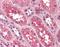 Glutathione Peroxidase 3 antibody, orb88659, Biorbyt, Immunohistochemistry paraffin image 