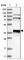 Pleckstrin Homology Domain Containing A3 antibody, HPA034496, Atlas Antibodies, Western Blot image 