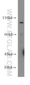 Cadherin 18 antibody, 13091-1-AP, Proteintech Group, Western Blot image 