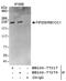 RB1 Inducible Coiled-Coil 1 antibody, NB100-77317, Novus Biologicals, Immunoprecipitation image 