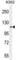 Tudor Domain Containing 1 antibody, abx026119, Abbexa, Western Blot image 