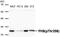 Prohibitin antibody, GTX55299, GeneTex, Western Blot image 