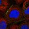 SH3KBP1 Binding Protein 1 antibody, HPA041887, Atlas Antibodies, Immunofluorescence image 