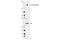 ATM Serine/Threonine Kinase antibody, 5883P, Cell Signaling Technology, Western Blot image 