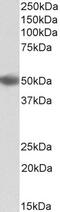 Fibrinogen Alpha Chain antibody, 43-687, ProSci, Western Blot image 