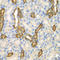 Protein canopy homolog 3 antibody, STJ29256, St John