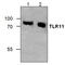 TLR11 antibody, GTX59898, GeneTex, Western Blot image 