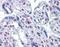 Serine/Threonine Kinase 17a antibody, orb89746, Biorbyt, Immunohistochemistry paraffin image 