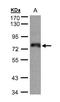 Zinc Finger Protein 7 antibody, LS-C185568, Lifespan Biosciences, Western Blot image 