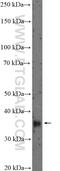 Distal-Less Homeobox 5 antibody, 10592-1-AP, Proteintech Group, Western Blot image 