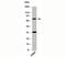 Activating Transcription Factor 6 antibody, orb248140, Biorbyt, Western Blot image 