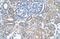 Sarcosine Dehydrogenase antibody, PA5-42148, Invitrogen Antibodies, Immunohistochemistry frozen image 