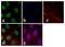 CAMP Responsive Element Binding Protein 1 antibody, 35-0900, Invitrogen Antibodies, Immunofluorescence image 