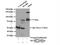 SP140 Nuclear Body Protein Like antibody, 19845-1-AP, Proteintech Group, Immunoprecipitation image 