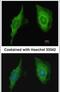 Cysteine Rich Protein 2 antibody, PA5-30997, Invitrogen Antibodies, Immunofluorescence image 