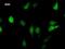 LIM Homeobox 2 antibody, LS-C342347, Lifespan Biosciences, Immunofluorescence image 