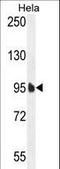 Elongation Factor Like GTPase 1 antibody, LS-C167653, Lifespan Biosciences, Western Blot image 