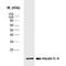 IL-4 antibody, ab11524, Abcam, Western Blot image 