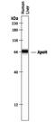 SRBC antibody, PA5-47696, Invitrogen Antibodies, Western Blot image 
