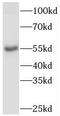PDZ And LIM Domain 7 antibody, FNab06285, FineTest, Western Blot image 