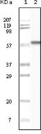 Casein Kinase 1 Alpha 1 antibody, abx010565, Abbexa, Enzyme Linked Immunosorbent Assay image 