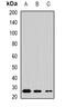 Methionine Sulfoxide Reductase B3 antibody, abx141552, Abbexa, Western Blot image 